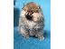 PoulaTo: Pomeranians, όμορφα κουτάβια